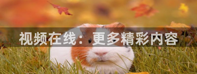 飘雪影院手机免费观看免费：视频在线：更多精彩内容